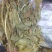 产地一手货源干见血清，立地好、云南水洗货，根须特別干净，