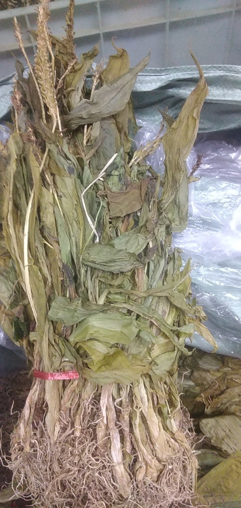 产地一手货源干见血清，立地好、云南水洗货，根须特別干净，