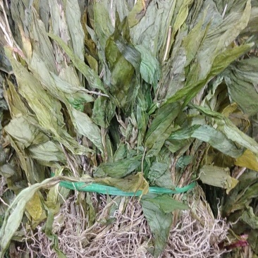 产地一手货源干见血清，立地好、云南水洗货，根须特別干净，