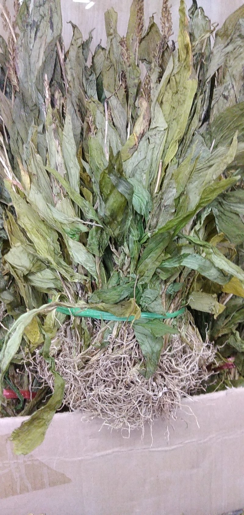 产地一手货源干见血清，立地好、云南水洗货，根须特別干净，