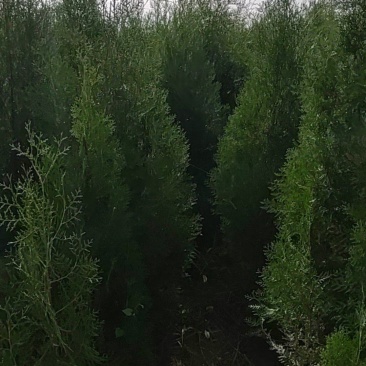 侧柏杯苗，定值苗，各种规格都有。凯源农林专业合作社。