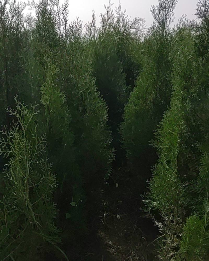 侧柏杯苗，定值苗，各种规格都有。凯源农林专业合作社。
