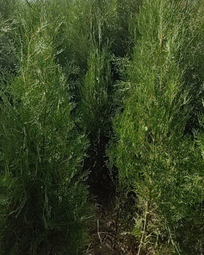 侧柏杯苗，定值苗，各种规格都有。凯源农林专业合作社。