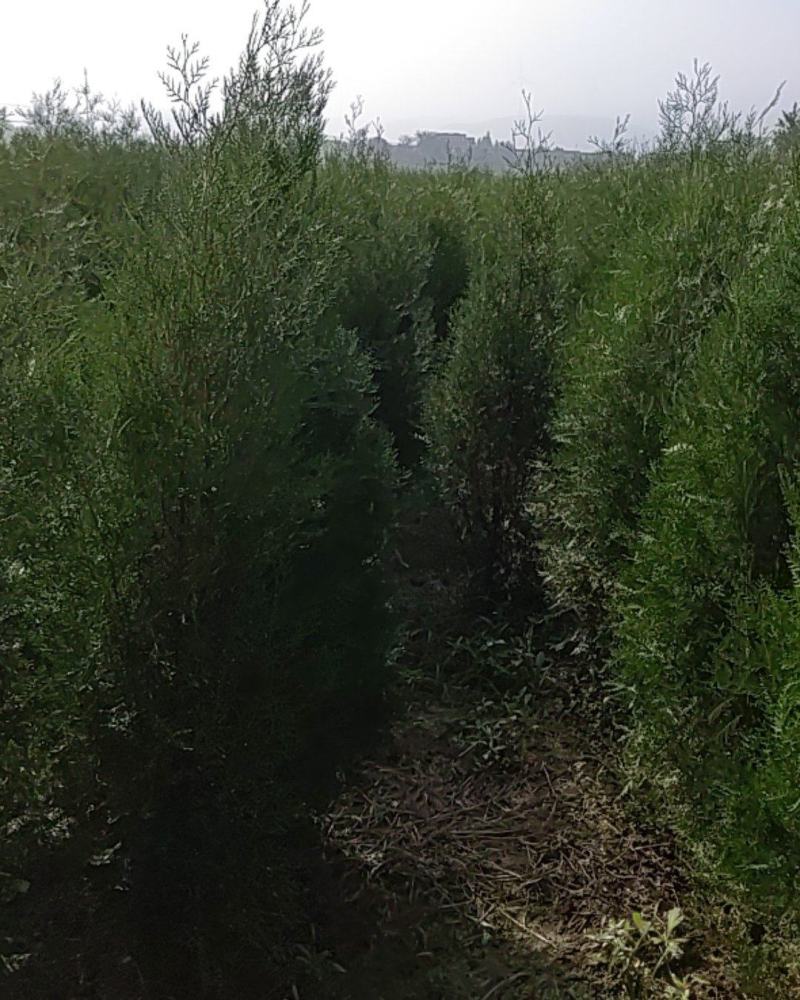 侧柏杯苗，定值苗，各种规格都有。凯源农林专业合作社。