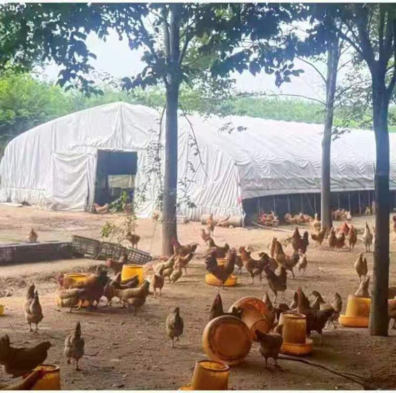 厂价直销全套养殖鸡鸭猪大棚，种植大棚温室大棚各种规格定做