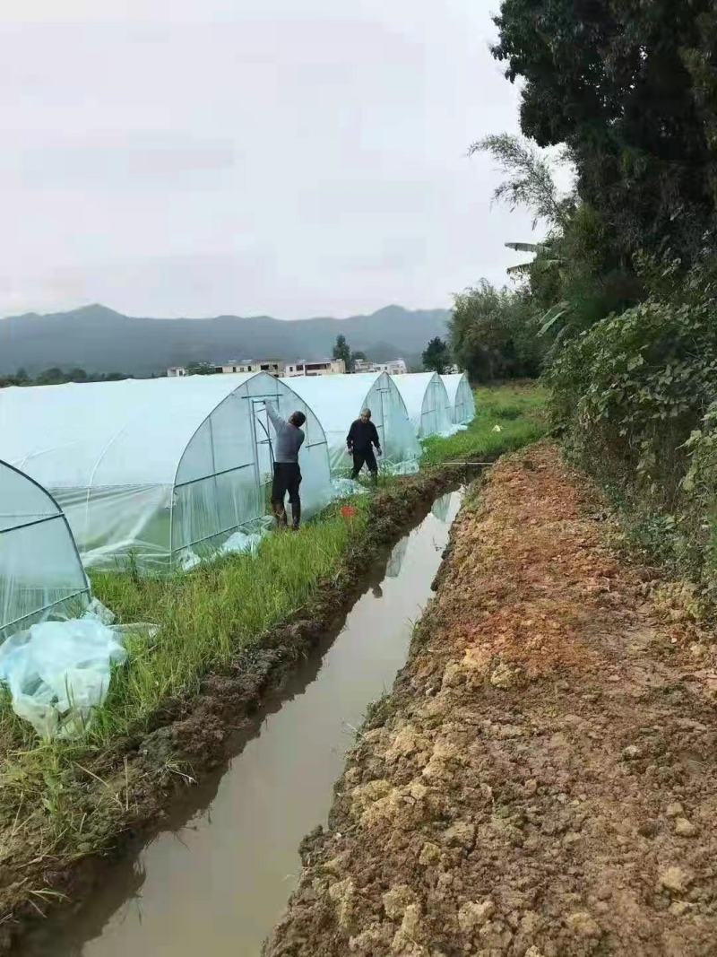厂价直销全套养殖鸡鸭猪大棚，种植大棚温室大棚各种规格定做