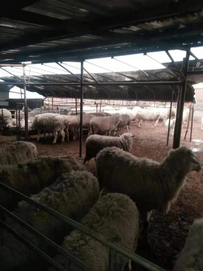 厂价直销全套养殖鸡鸭猪大棚，种植大棚温室大棚各种规格定做