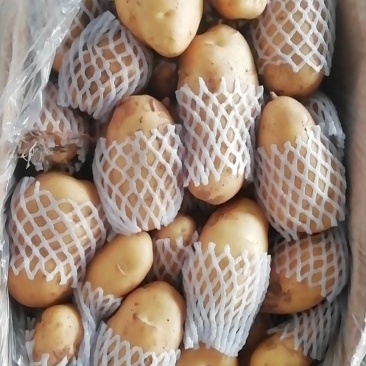 山东荷兰保鲜箱装土豆