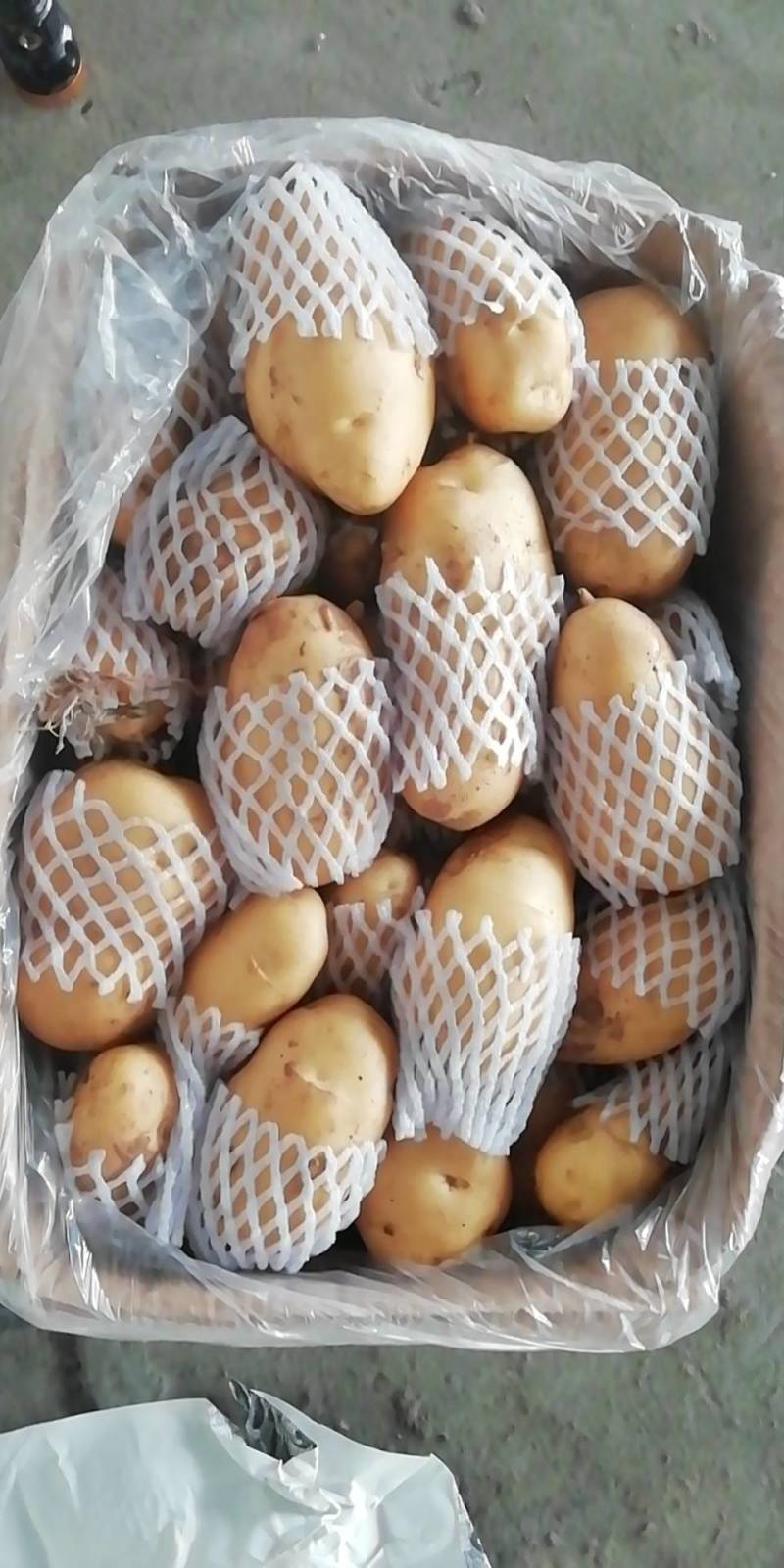 山东荷兰保鲜箱装土豆
