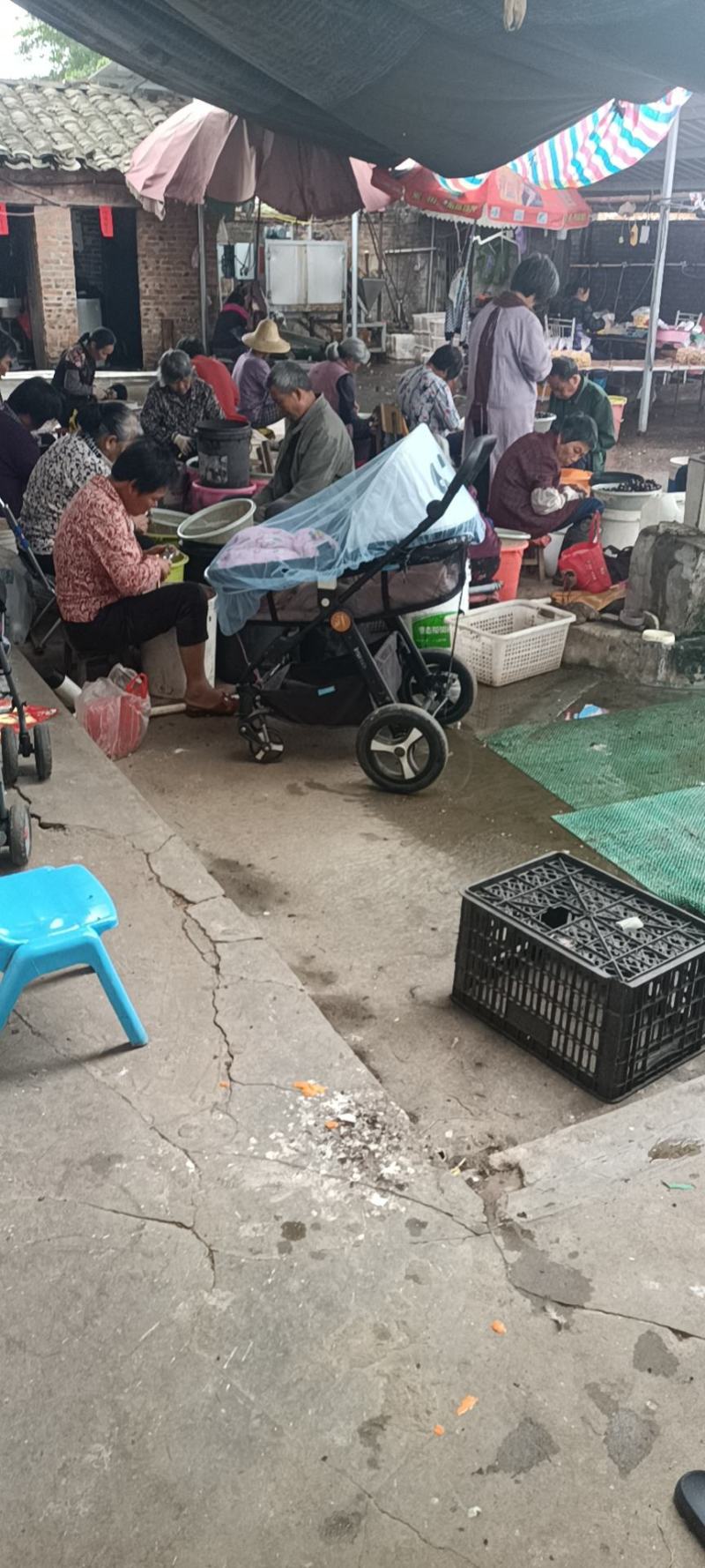 新鲜板栗仁批发，欢迎下单一件起售
