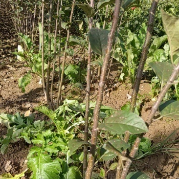 苹果苗，苹果树，各种规格的都有，，保证质量，诚信经营。