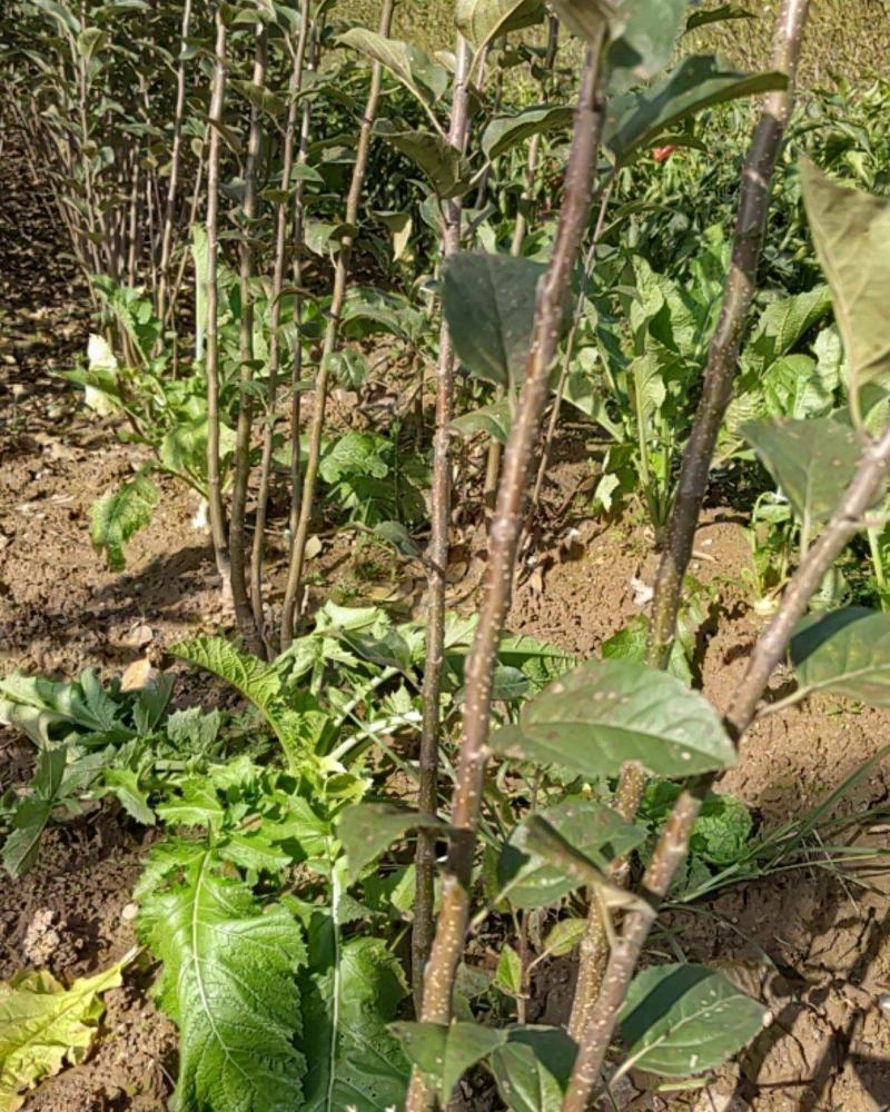 苹果苗，苹果树，各种规格的都有，，保证质量，诚信经营。