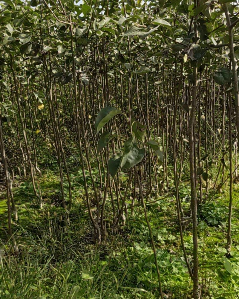 玉露香梨苗80cm以上0.8cm各种规格的都有。