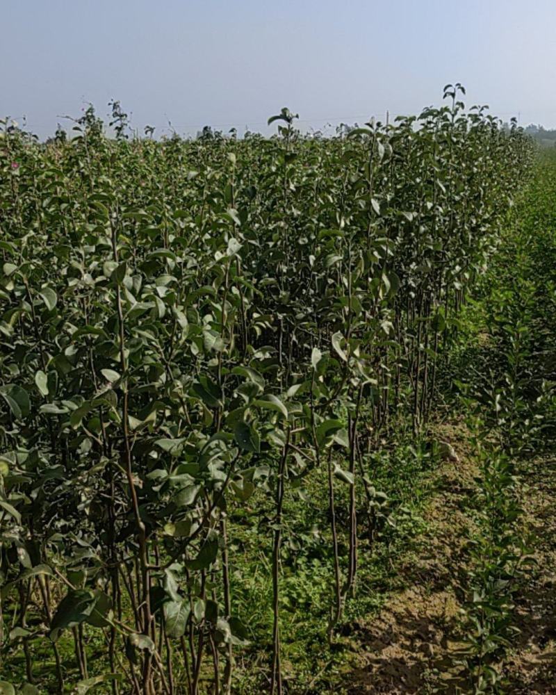 玉露香梨苗80cm以上0.8cm各种规格的都有。