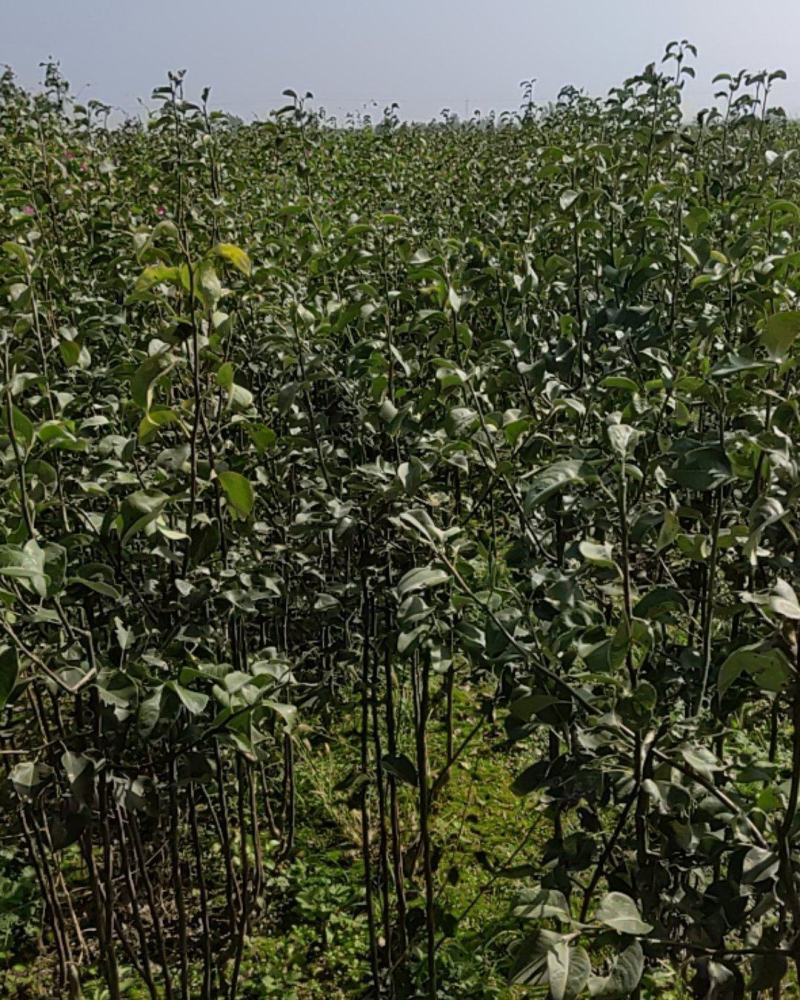 玉露香梨苗80cm以上0.8cm各种规格的都有。