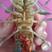澳洲龙虾苗，已训好料，技术指导，基地直发。