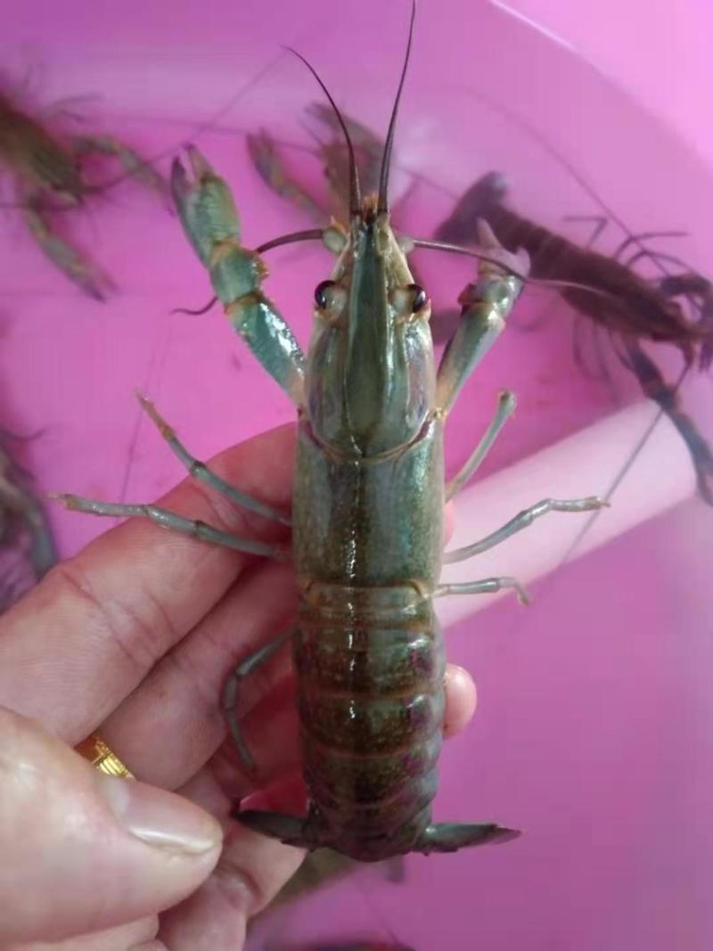 澳洲龙虾苗，已训好料，技术指导，基地直发。
