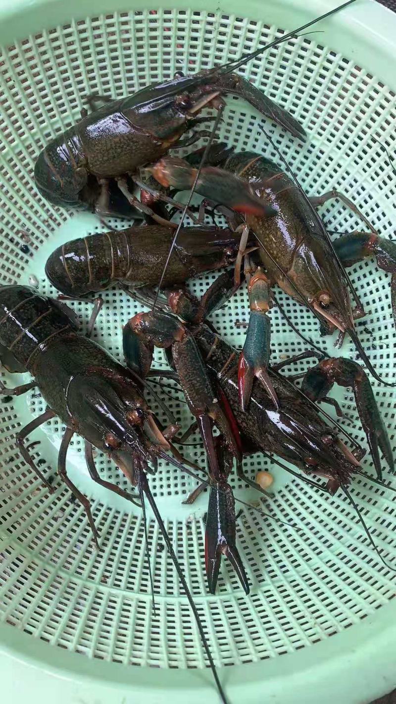 澳洲龙虾苗，已训好料，技术指导，基地直发。