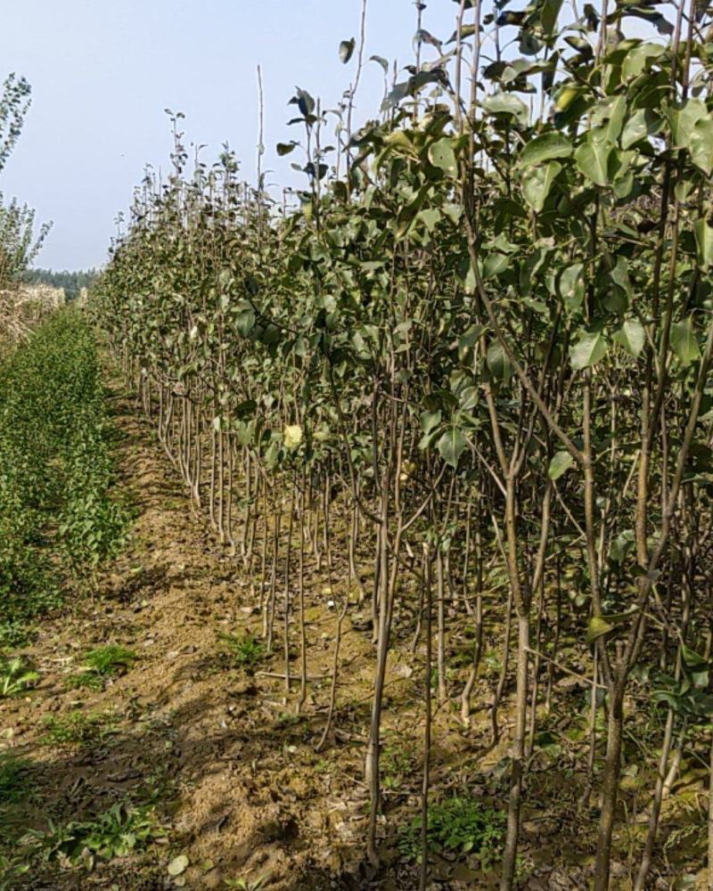 玉露香梨苗80cm以上0.8cm各种规格的都有。