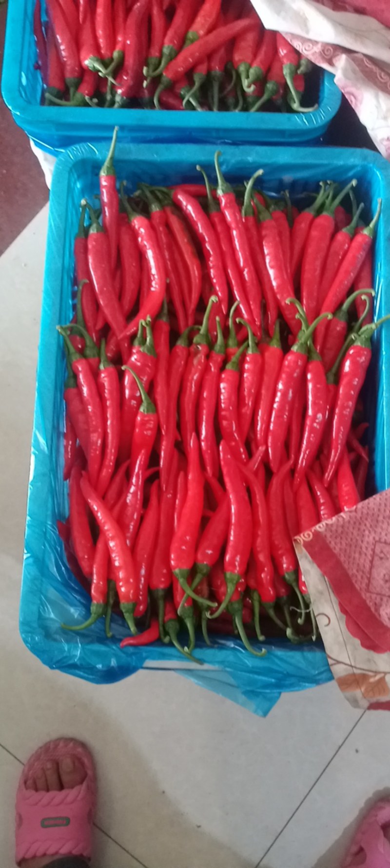 优质芜湖红杭椒大量上市，大棚椒，品质保证
