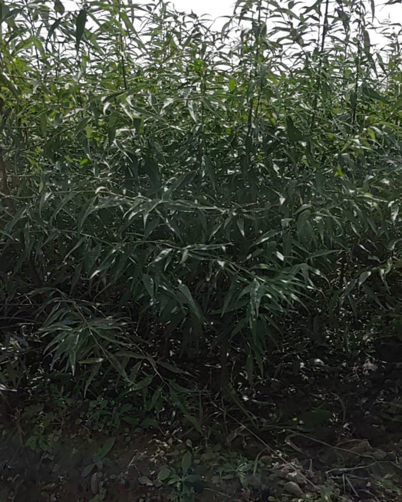 山桃树2cm以下0.5~1米，各种规格的都有。