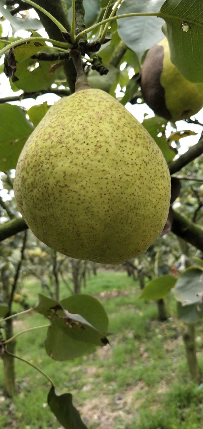 罗江区金花梨基地欢迎你来采购