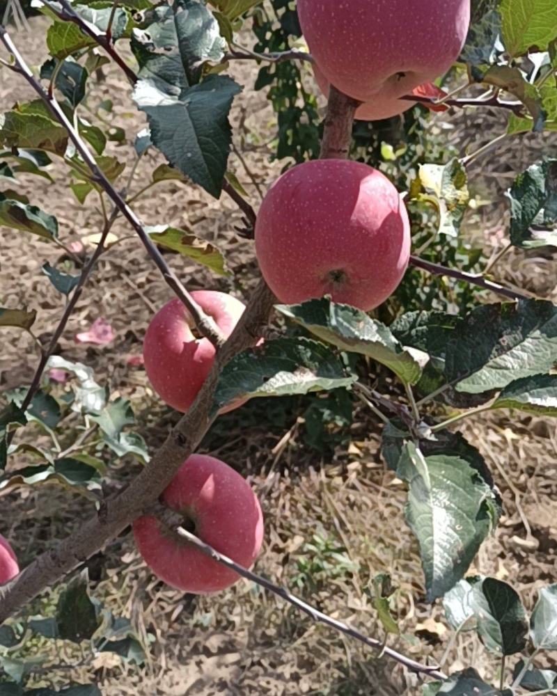 红富士苹果