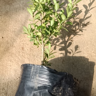 黄杨苗老兵苗圃专售精品黄杨苗,大小规格都有