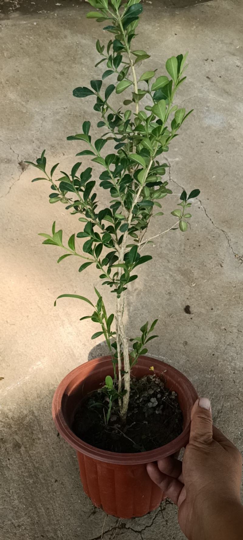 黄杨苗老兵苗圃专售精品黄杨苗，大小规格都有