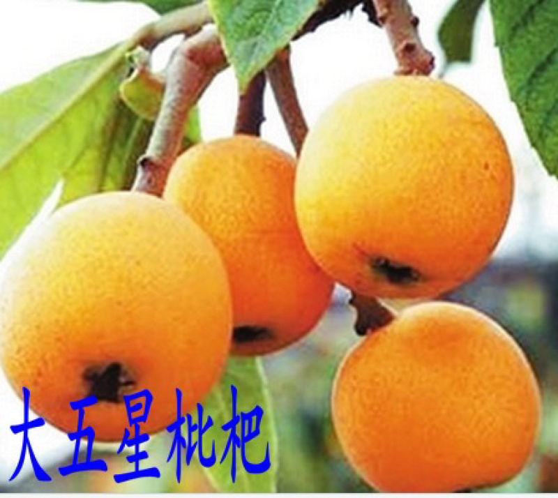 正宗四川大五星枇杷苗（基地现挖现发包成活品种）