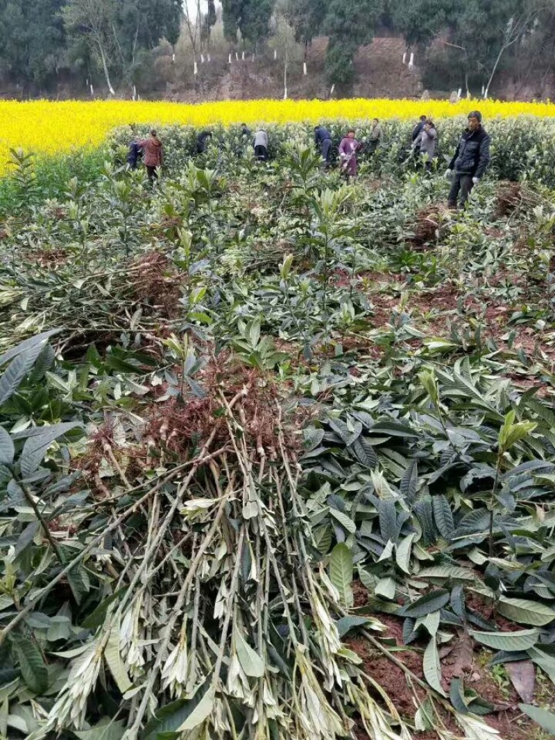 正宗四川大五星枇杷苗（基地现挖现发包成活品种）