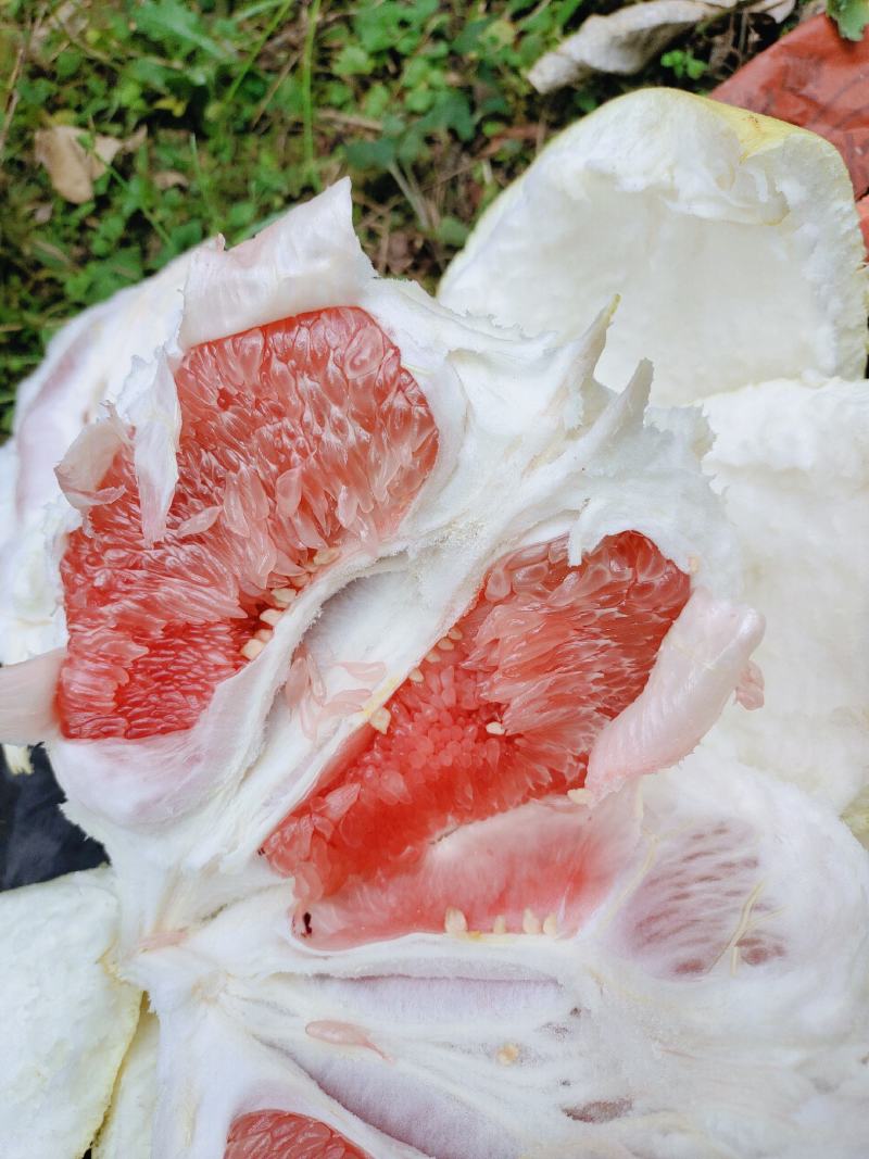 荔波县柚子