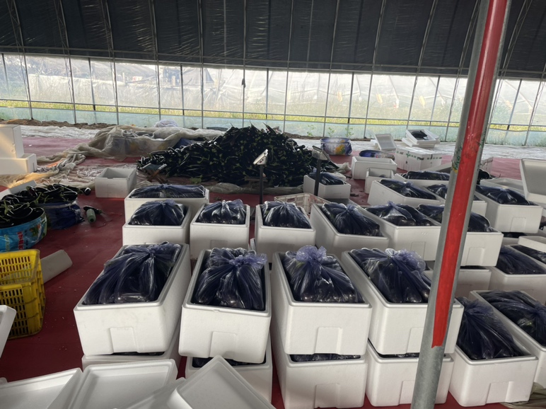 大龙长茄种植基地实景图