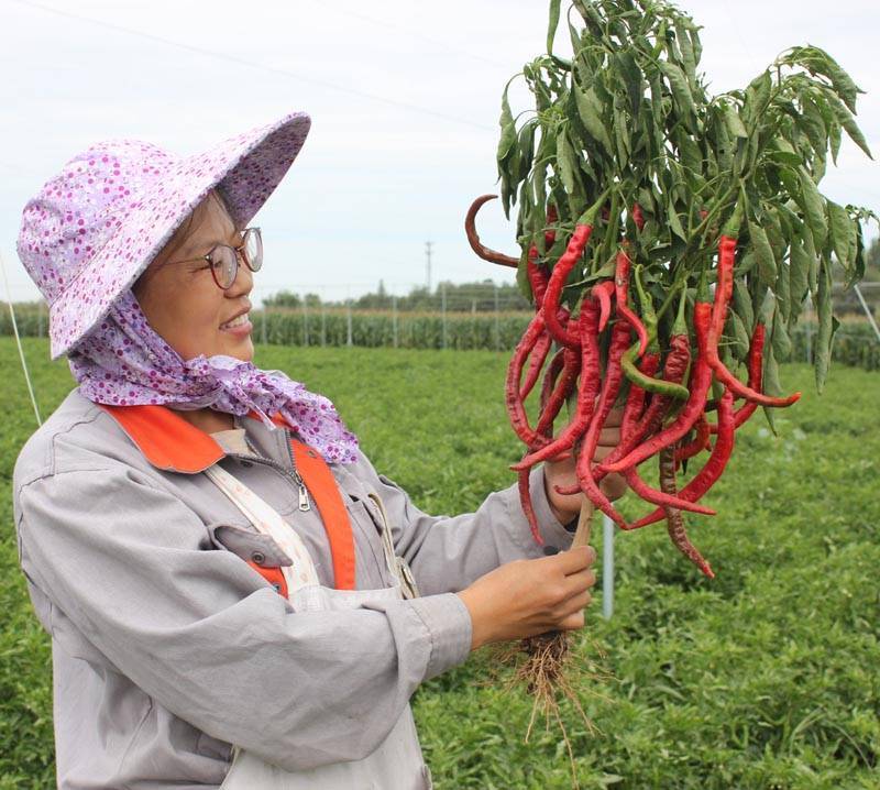 羊角红一号鸡泽羊角椒二荆条辣椒种子正品包邮