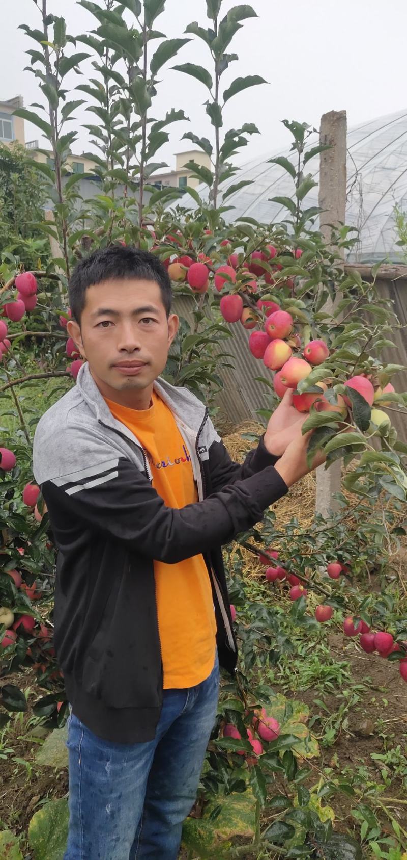 鸡心果苹果树苗又名锦绣海棠保证质量产地直发