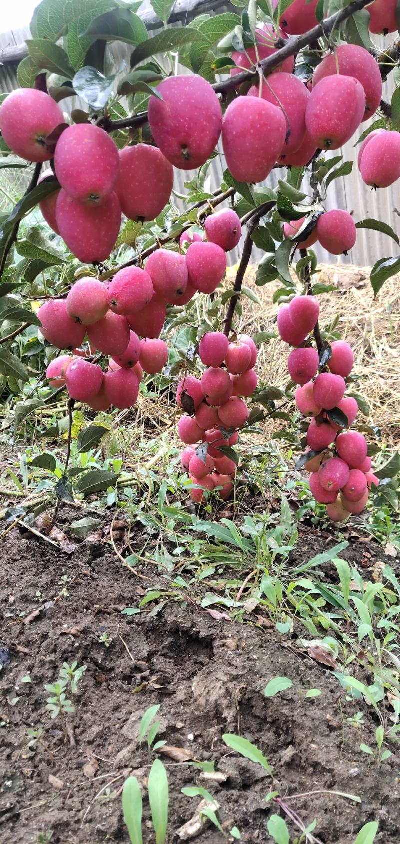 鸡心果苹果树苗又名锦绣海棠保证质量产地直发