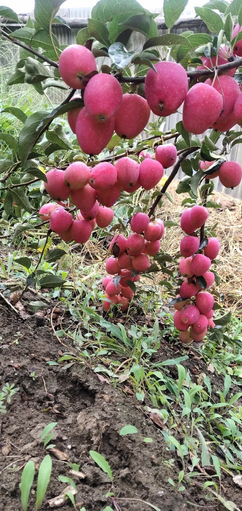 鸡心果苹果树苗又名锦绣海棠保证质量产地直发