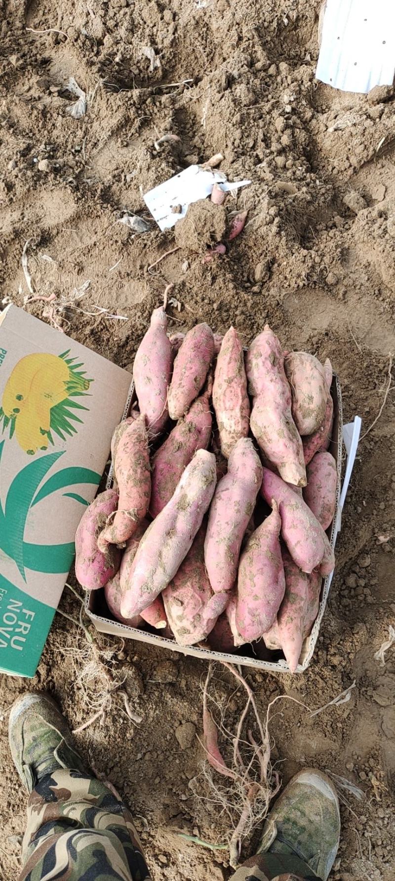 忻州红薯沙地红薯济薯26号新薯2号烟薯25西瓜红
