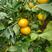 爱媛38果冻橙，纯甜，无籽，欢迎品尝购买，，，