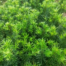 罗汉松苗