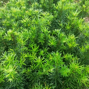 罗汉松苗