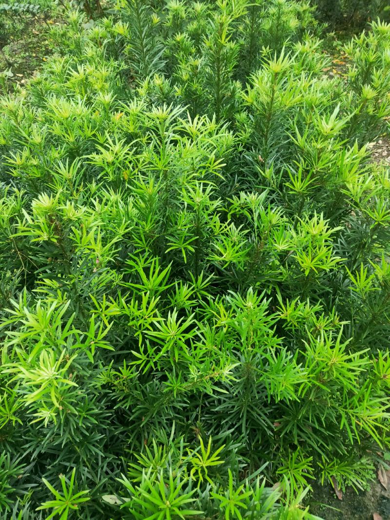 罗汉松苗