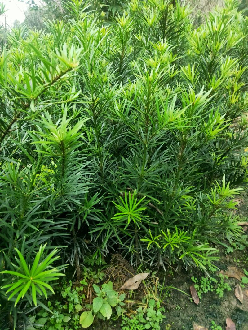 罗汉松苗
