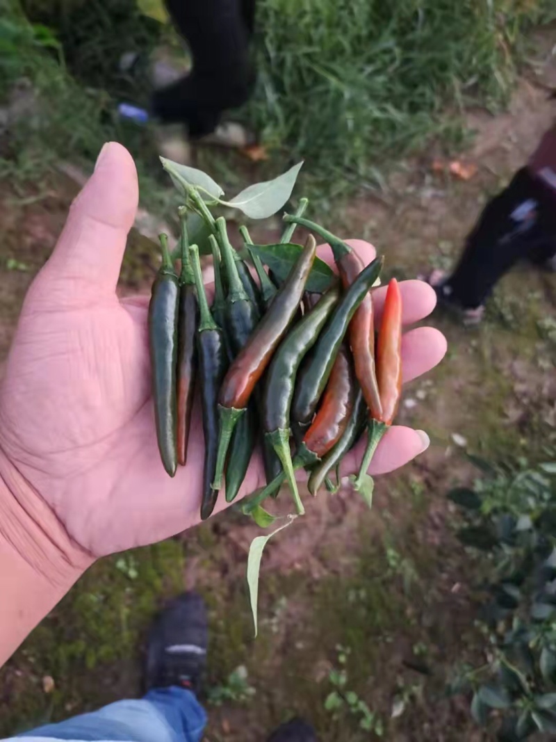 青的，紫的，红的小米辣