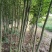 山西直供椴树青皮椴树3到6公分椴树