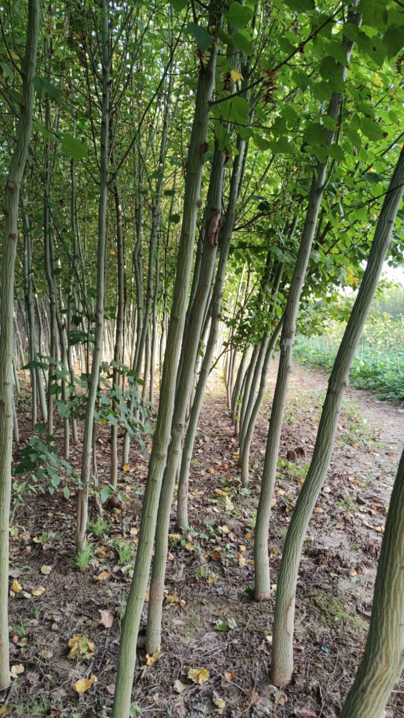 山西直供椴树青皮椴树3到6公分椴树