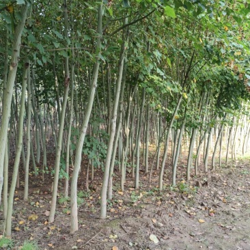 山西直供椴树青皮椴树3到6公分椴树