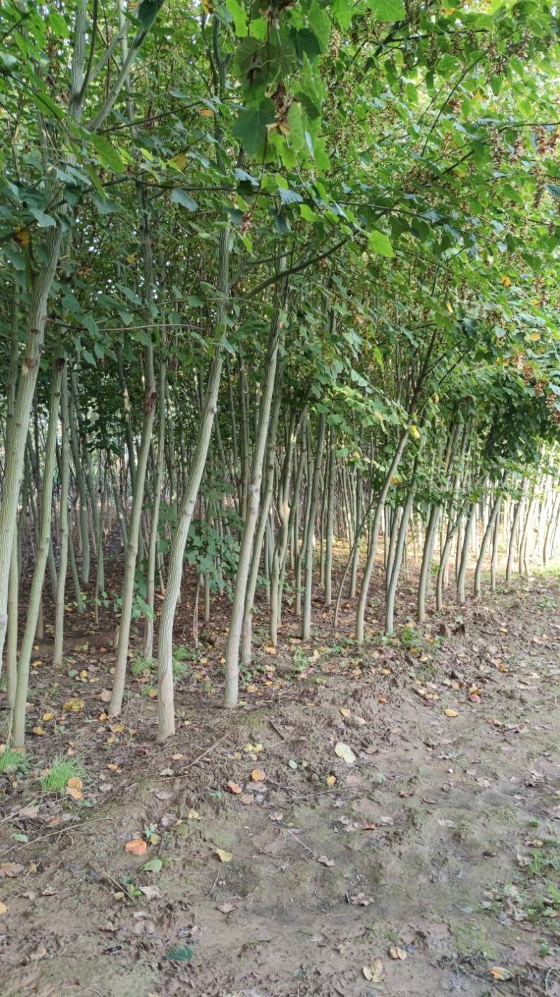 山西直供椴树青皮椴树3到6公分椴树