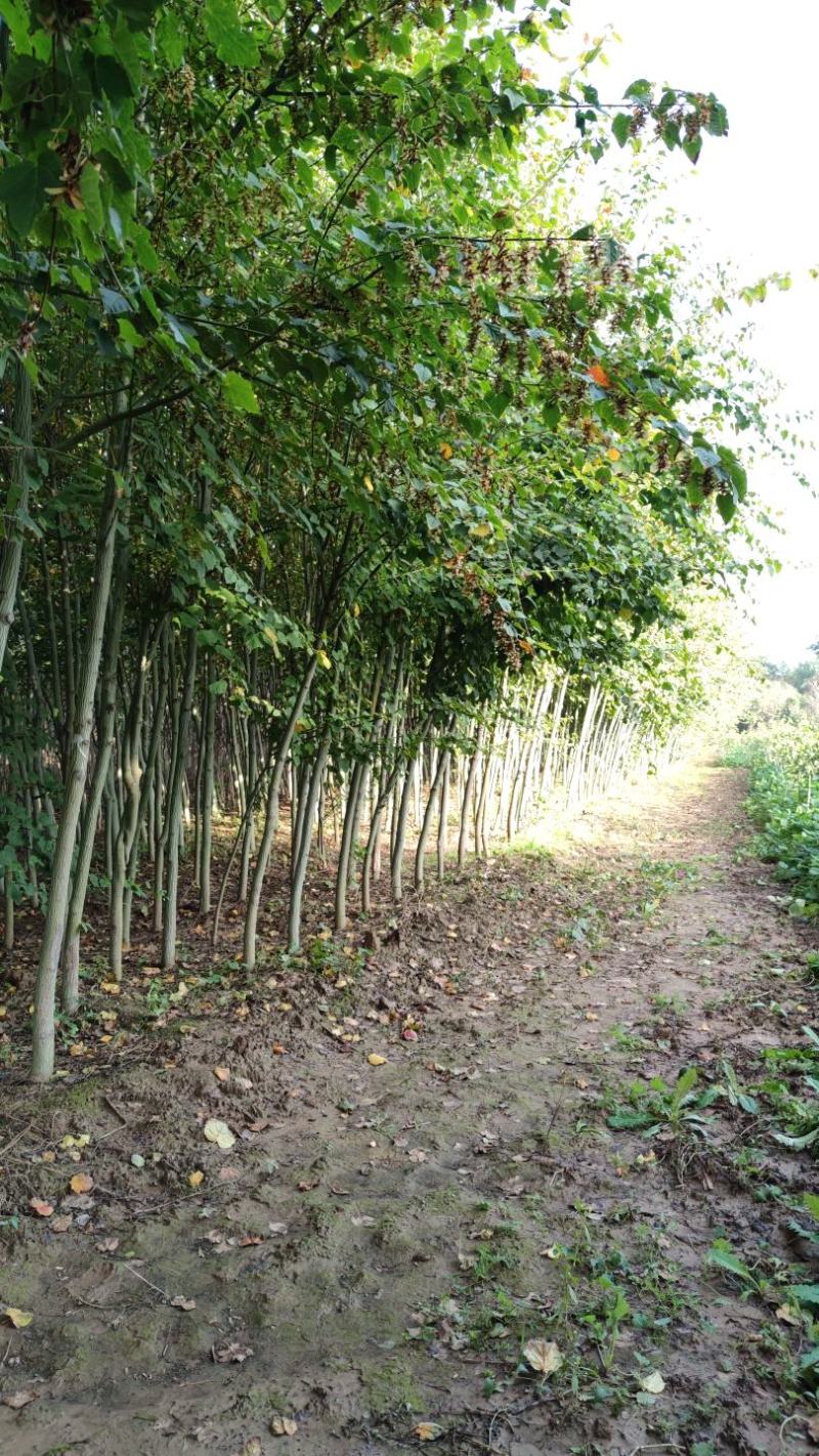 山西直供椴树青皮椴树3到6公分椴树
