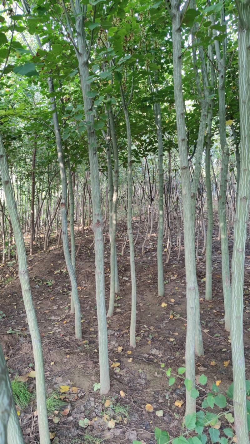 山西直供椴树青皮椴树3到6公分椴树